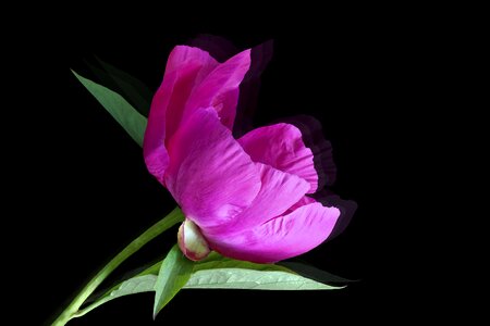 Red peony mirroring