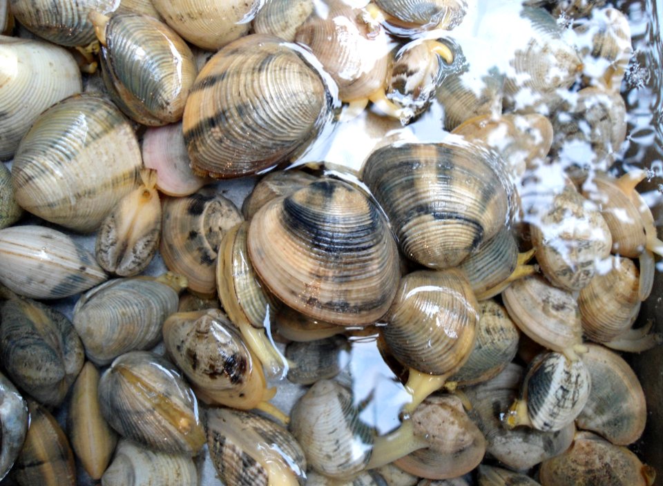 Chinese mollusk 002