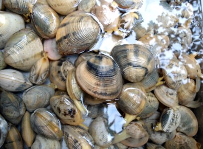 Chinese mollusk 002