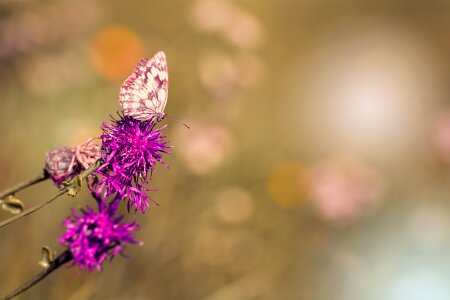 Edelfalter nature butterfly