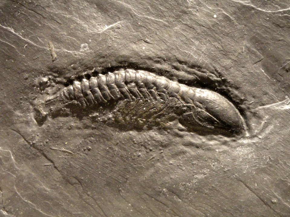 Chotecops sp., Early Devonian, Hunsruck Slate, Bundenbach, Germany - Houston Museum of Natural Science - DSC01698
