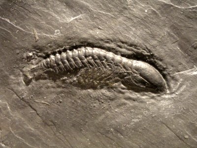 Chotecops sp., Early Devonian, Hunsruck Slate, Bundenbach, Germany - Houston Museum of Natural Science - DSC01698