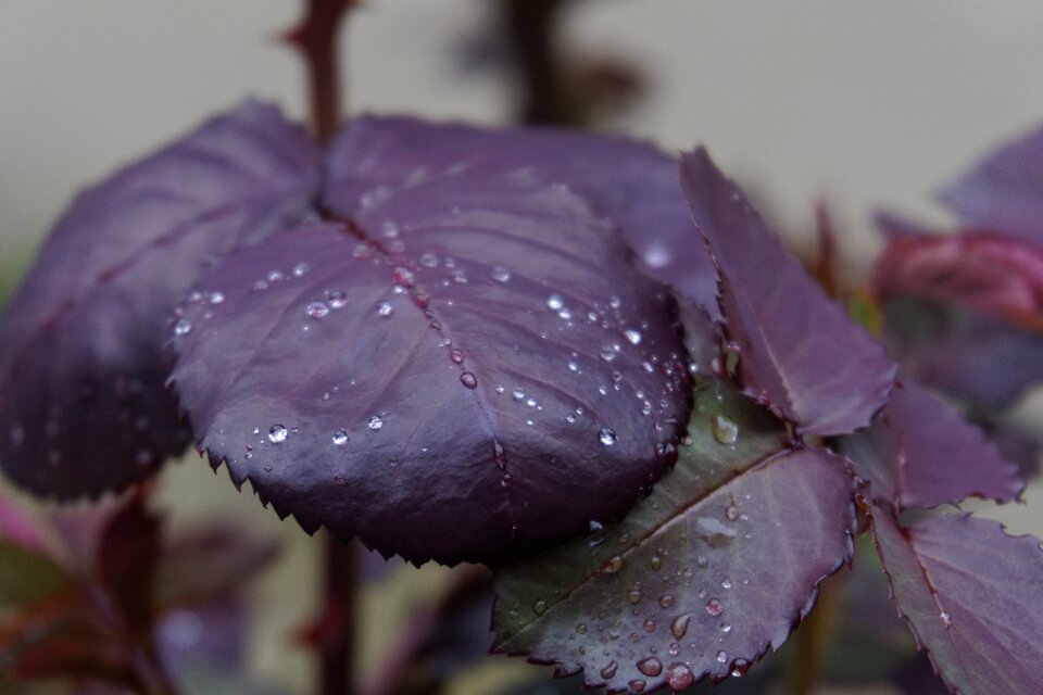 Drops raindrops gardening
