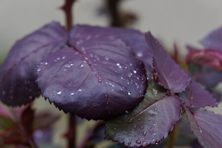 Drops raindrops gardening photo