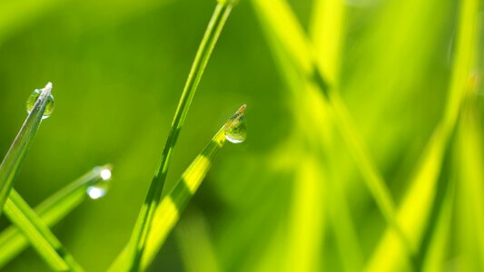 Drip meadow mirroring photo