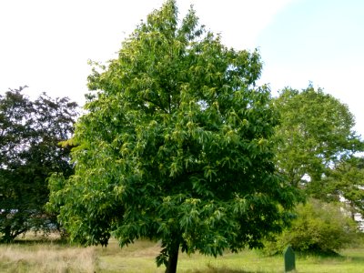 Chataignier 01