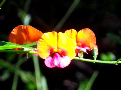 Chorizema cordatum flowers Dee Why