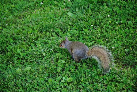 Furry nature campus