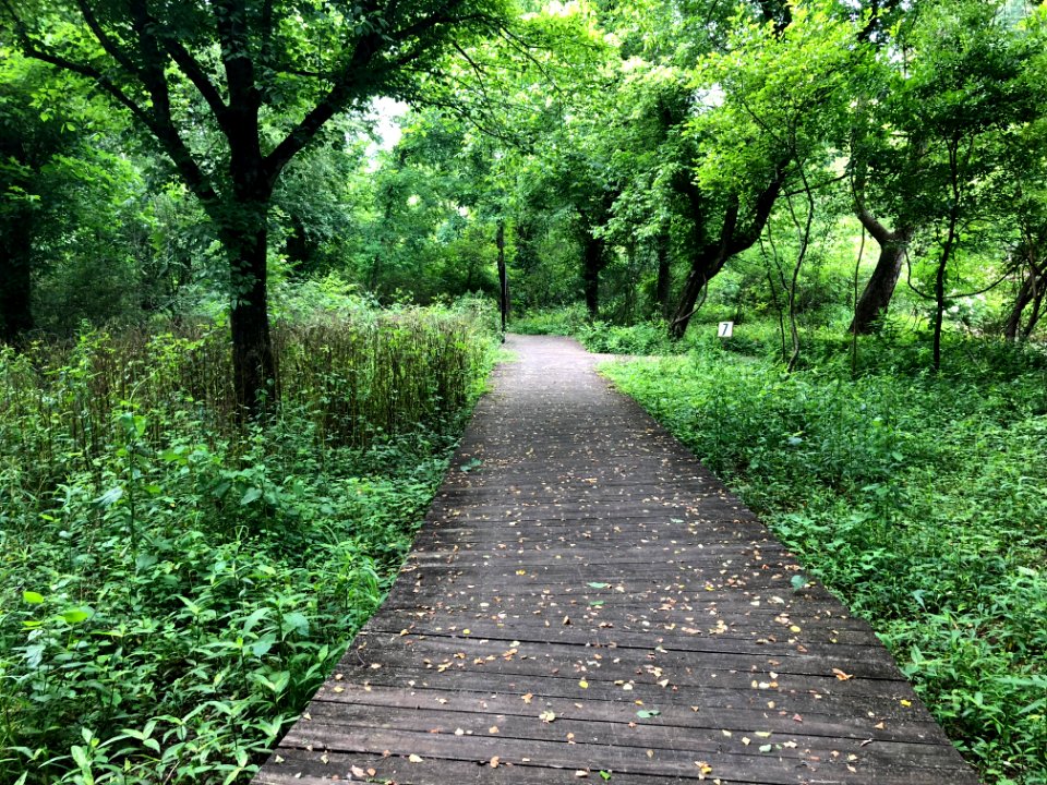 Chattahoochee Nature Center boardwalks, May 2018 1