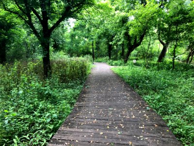 Chattahoochee Nature Center boardwalks, May 2018 1