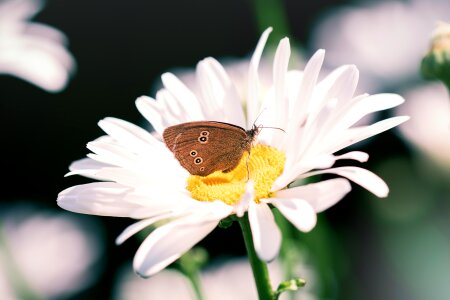 Edelfalter brown forest bird insect