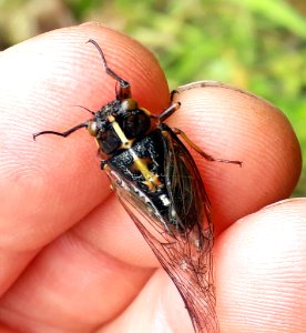 Chathams cicada by Peter de Lange