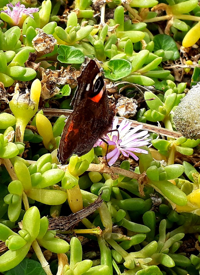 Chatham Islands Red Admiral