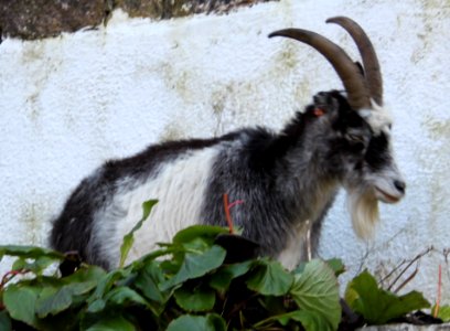 Cheddar Gorge goat photo