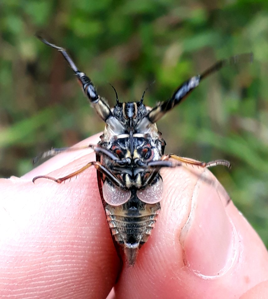 Chathams cicada3 by Peter de Lange