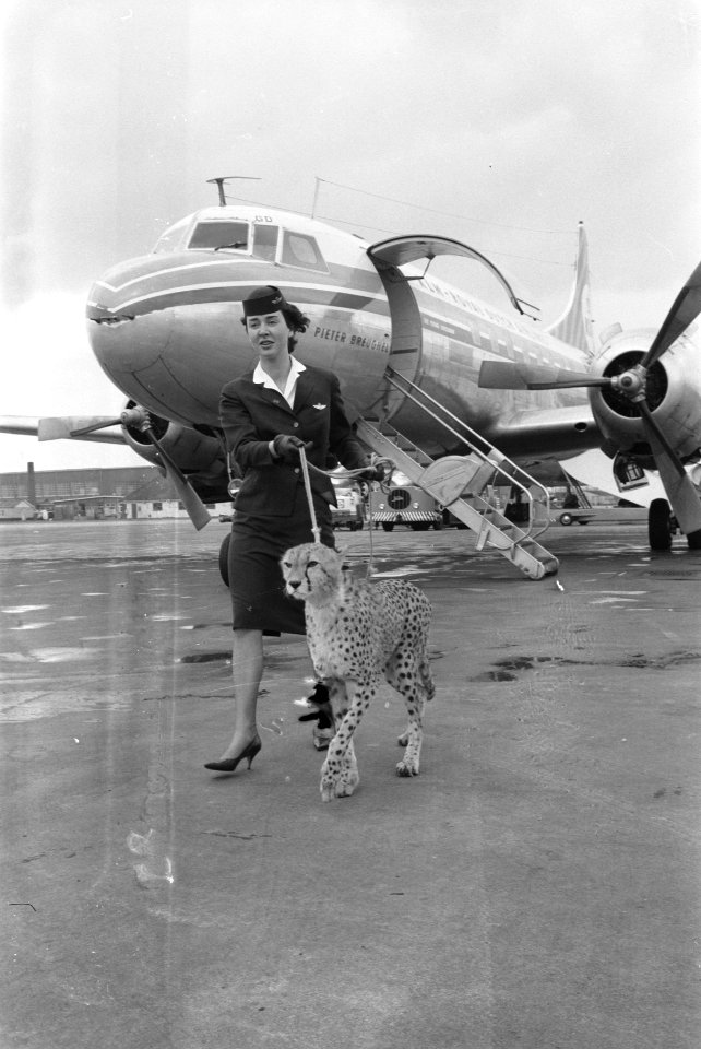 Cheetah-jachtluipaard op doorreis van Afrika naar Londen op Schiphol . De cheeta, Bestanddeelnr 912-3058