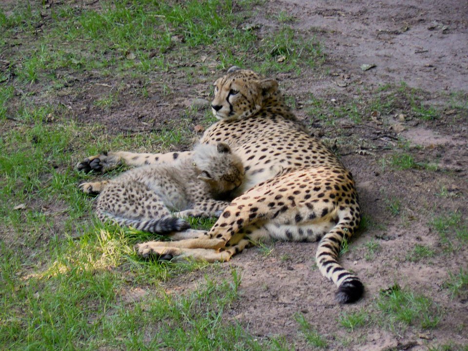 Cheetah with cub Nürnberg