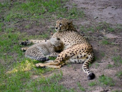 Cheetah with cub Nürnberg photo