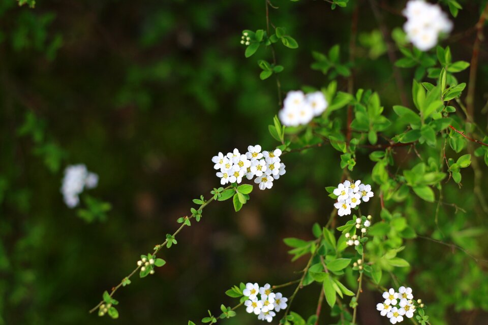 Plant garden white flowers