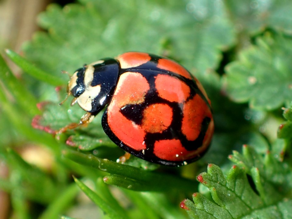 Cheilomenes lunata 02