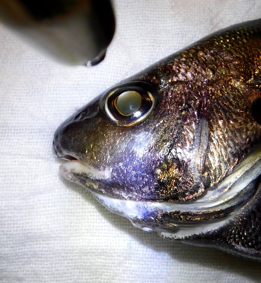Cheilotrema saturnum eyeshine