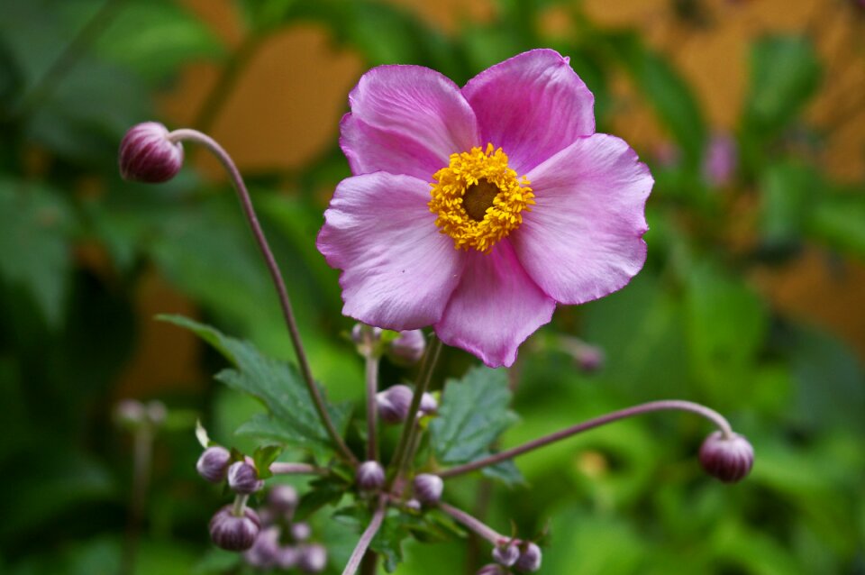 Nature garden garden plant