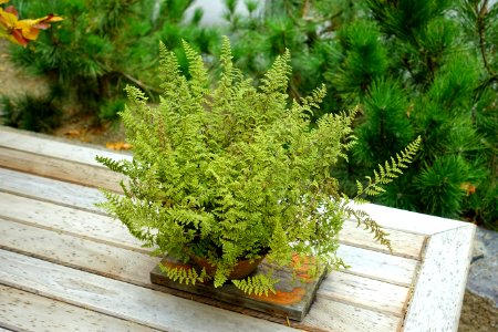 Cheilanthes lindheimeri - Portland Japanese Garden - Portland, Oregon - DSC08152