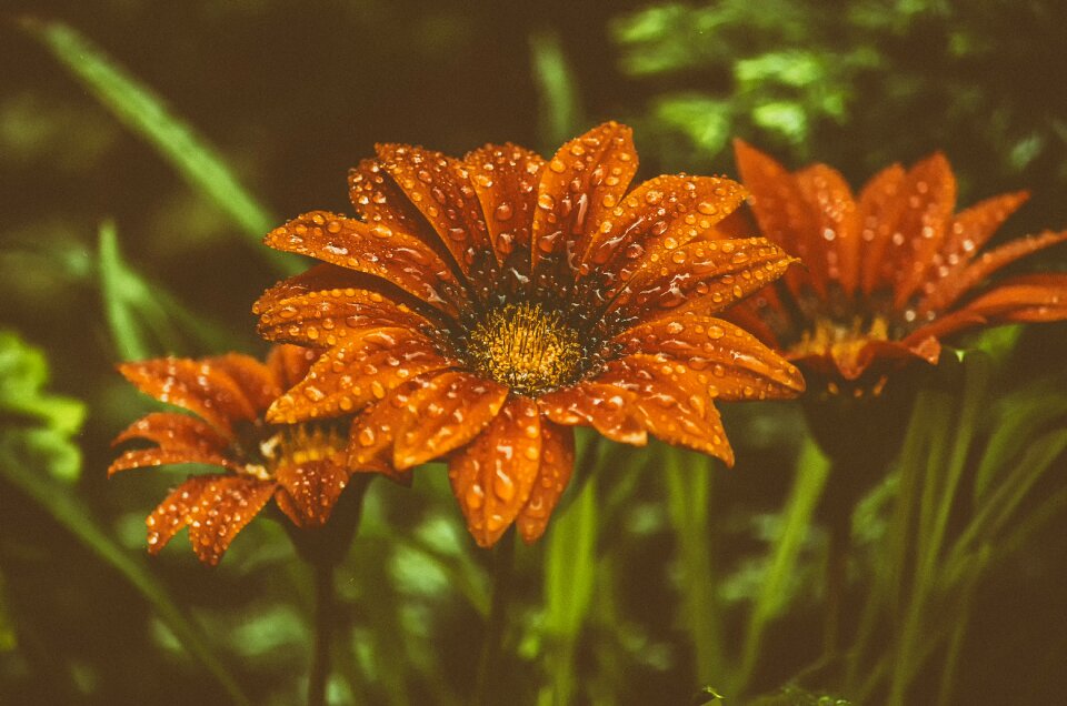Plant garden summer flowers