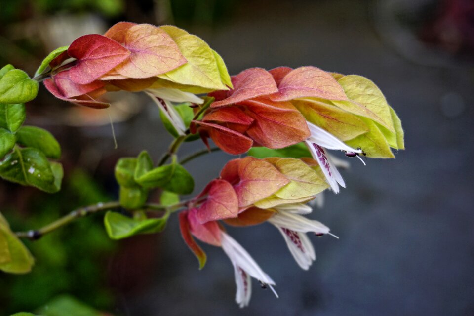 Flower garden natural home