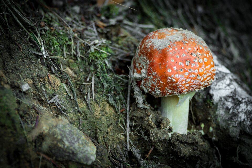 Forest mushroom mushrooms nature