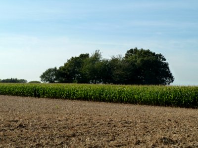 Chastre-Tumuli de Noirmont (1)
