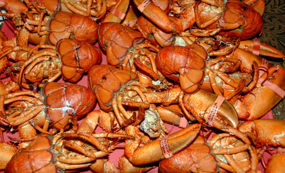 Seafood shellfish gourmet
