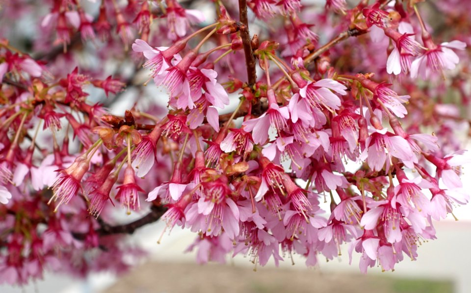 Cherry blossoms - Arlington, MA - DSC09764