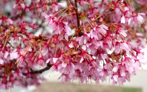 Cherry blossoms - Arlington, MA - DSC09764