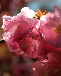 Cherry Blossoms (240707721) photo