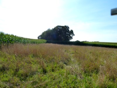 Chastre-Tumuli de Noirmont (3)
