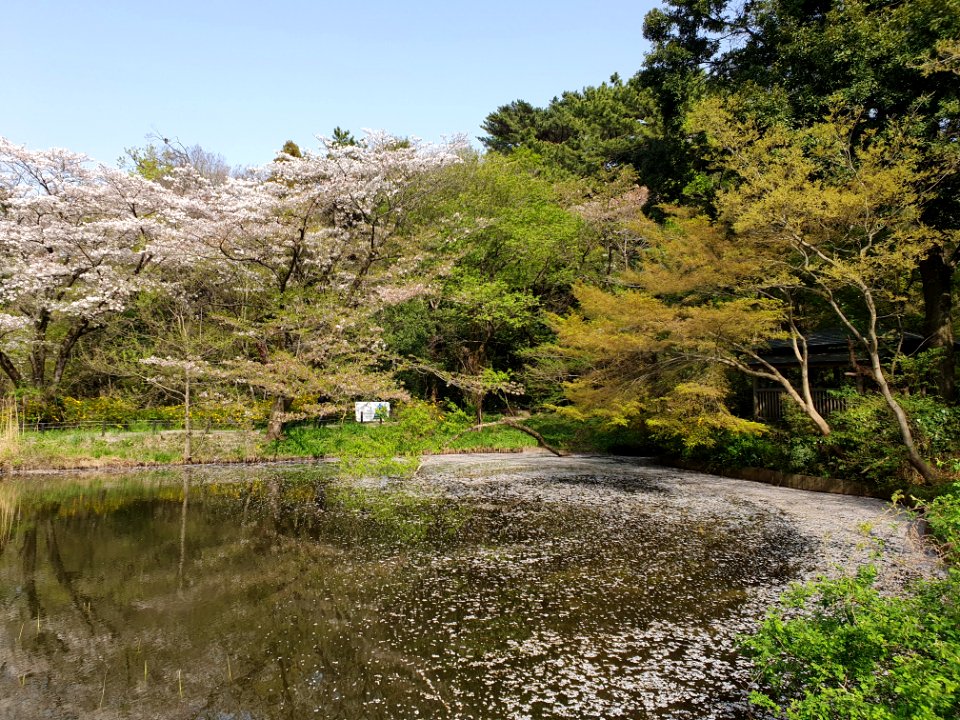 Cherry blossom season at Institute for Nature Study 4