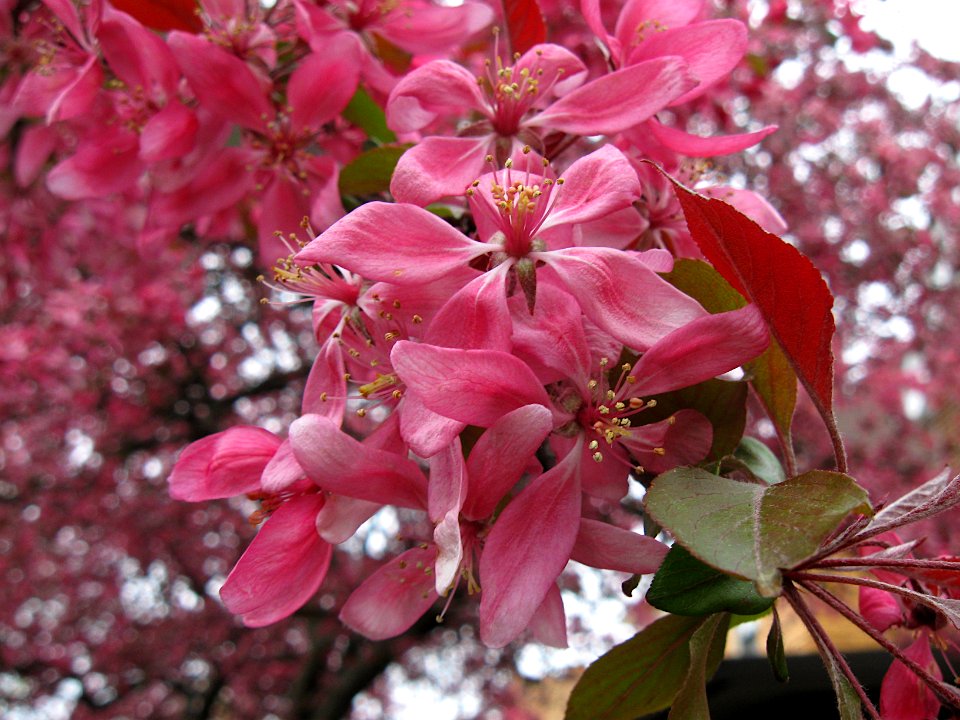 Cherry Blossoms, 2020-04-18, Beechview, 02