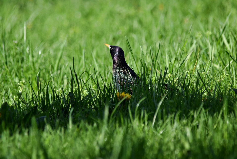 Grass meadow meadow grass