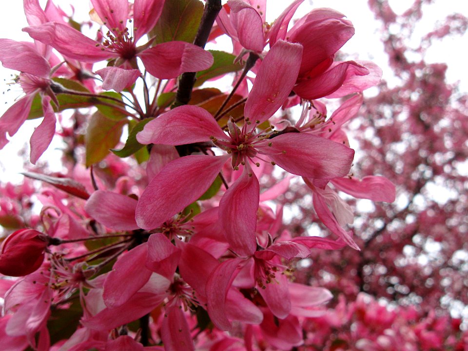 Cherry Blossoms, 2020-04-18, Beechview, 03