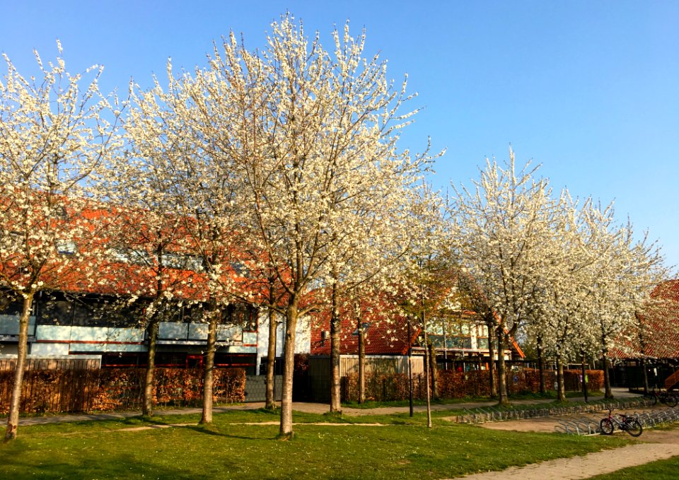 Cherry blossom trees in Bemmel