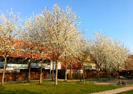 Cherry blossom trees in Bemmel photo