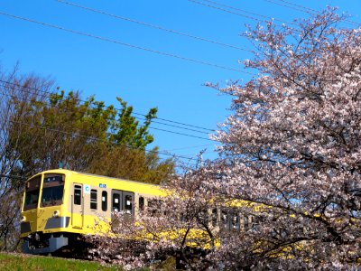 Cherry blossoms with Seibu Tamagawa Line at Nogawa