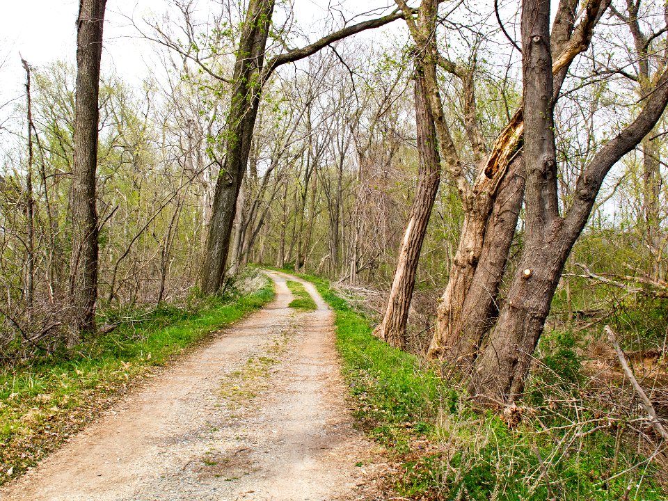 Chesapeake and Ohio Canal 9 Mile level between 33 and 34 mile marker looking upstream