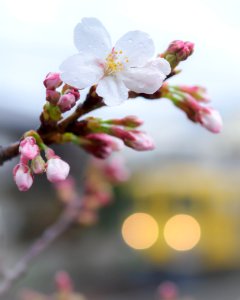 Cherry blossoms in the rain with Seibu 2000 Series