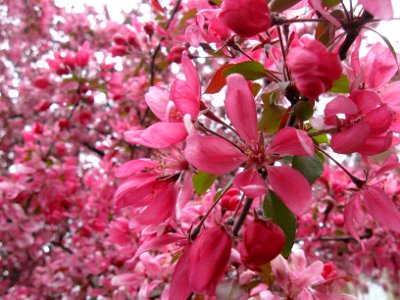 Cherry Blossoms, 2020-04-18, Beechview, 05