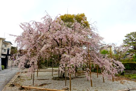 Cherry blossoms - Shōsei-en - Kyoto, Japan - DSC06878