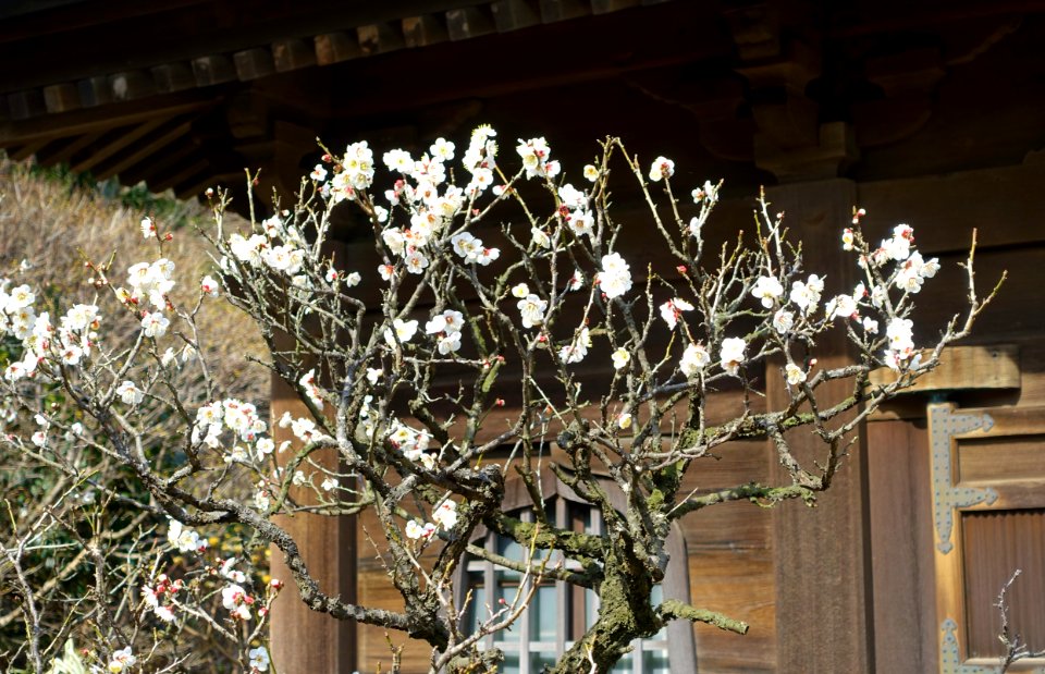 Cherry blossoms - Eishō-ji - Kamakura, Kanagawa, Japan - DSC08077