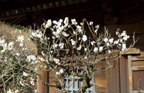 Cherry blossoms - Eishō-ji - Kamakura, Kanagawa, Japan - DSC08077