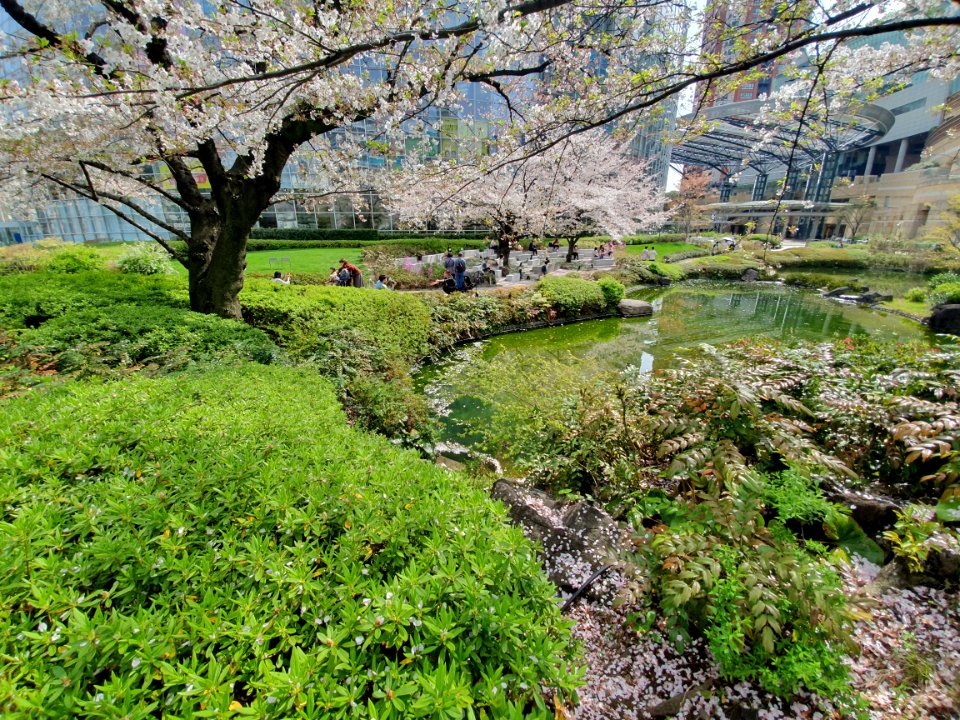 Cherry blossom in Roppongi Hills 2021